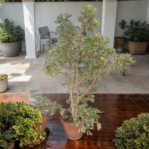 PLANTA ARBORÍCOLA