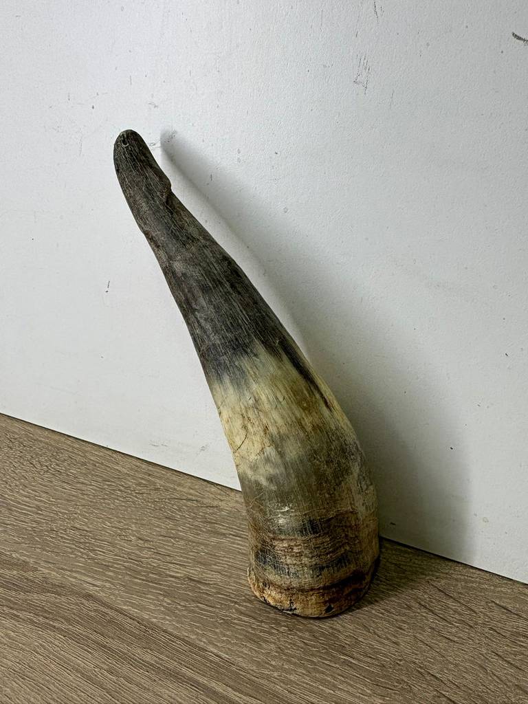 CUERNO MEDIANO - Imagen 4