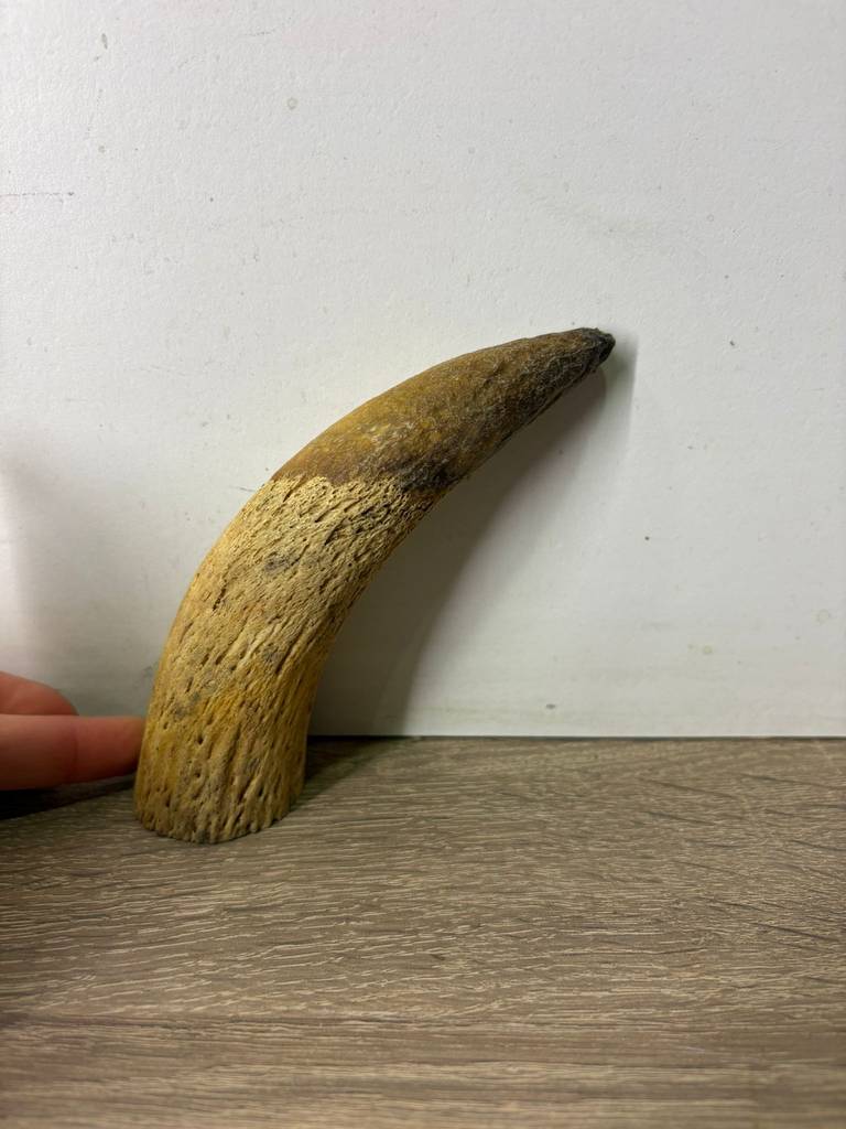 CUERNO PEQUEÑO - Imagen 2