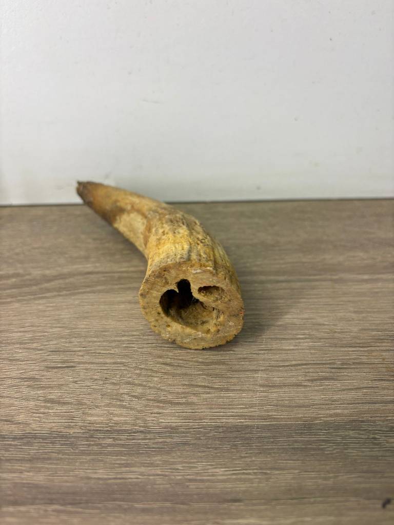 CUERNO PEQUEÑO - Imagen 3