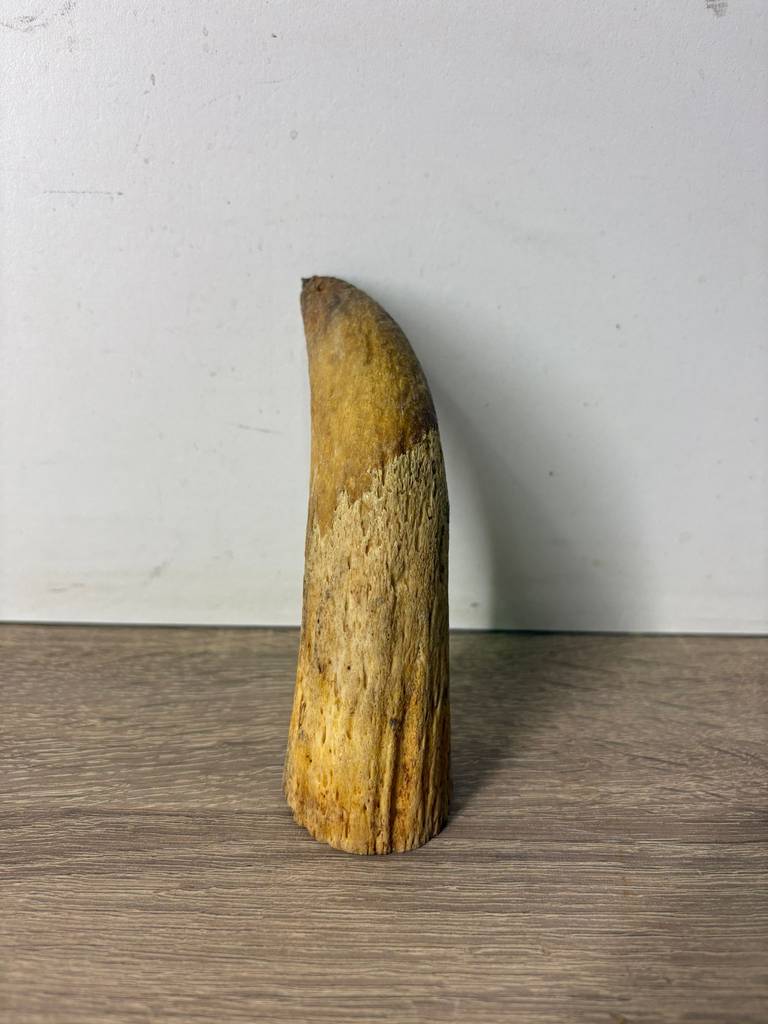 CUERNO PEQUEÑO - Imagen 4