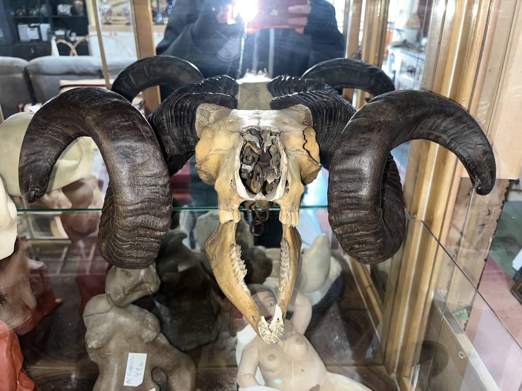 CRÁNEO DE MUFLÓN - Imagen 2