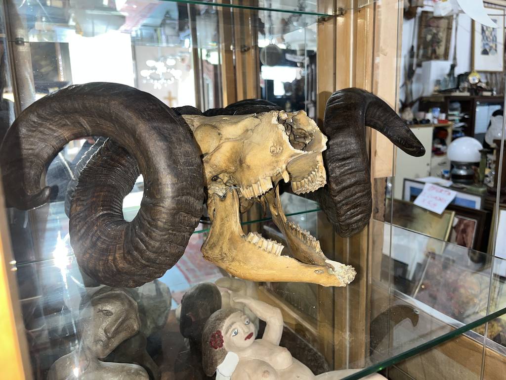 CRÁNEO DE MUFLÓN - Imagen 3