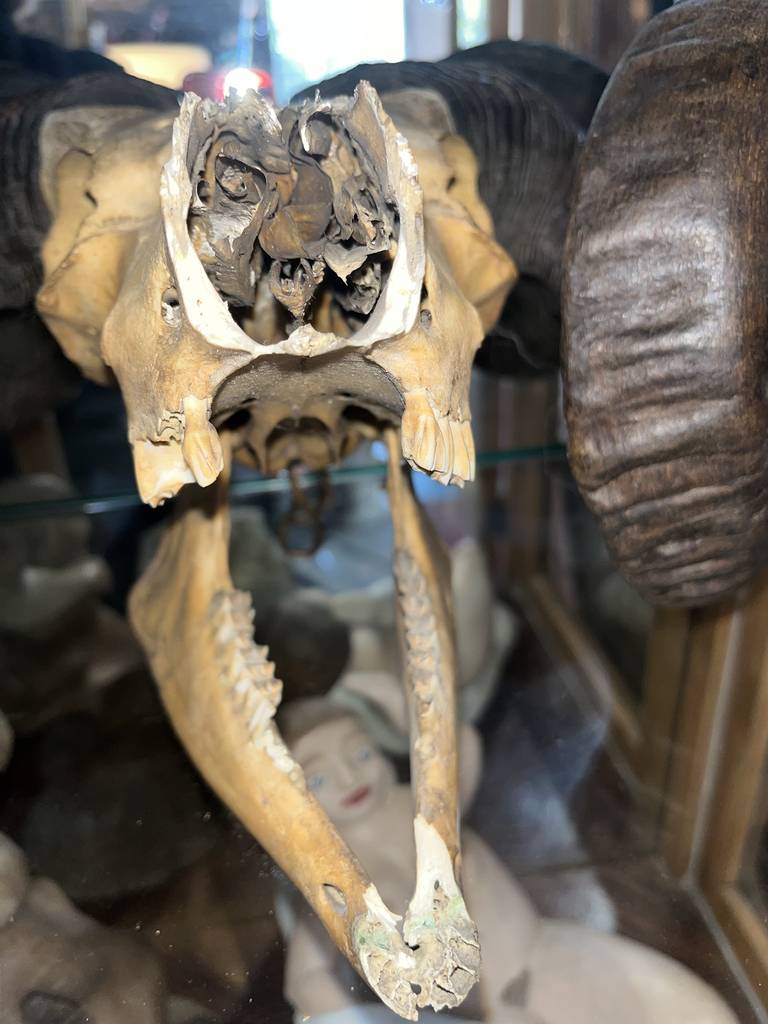 CRÁNEO DE MUFLÓN - Imagen 4