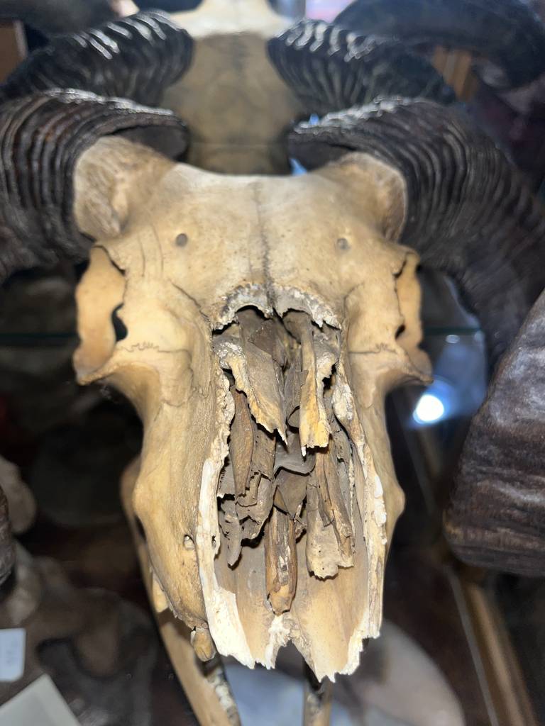 CRÁNEO DE MUFLÓN - Imagen 5