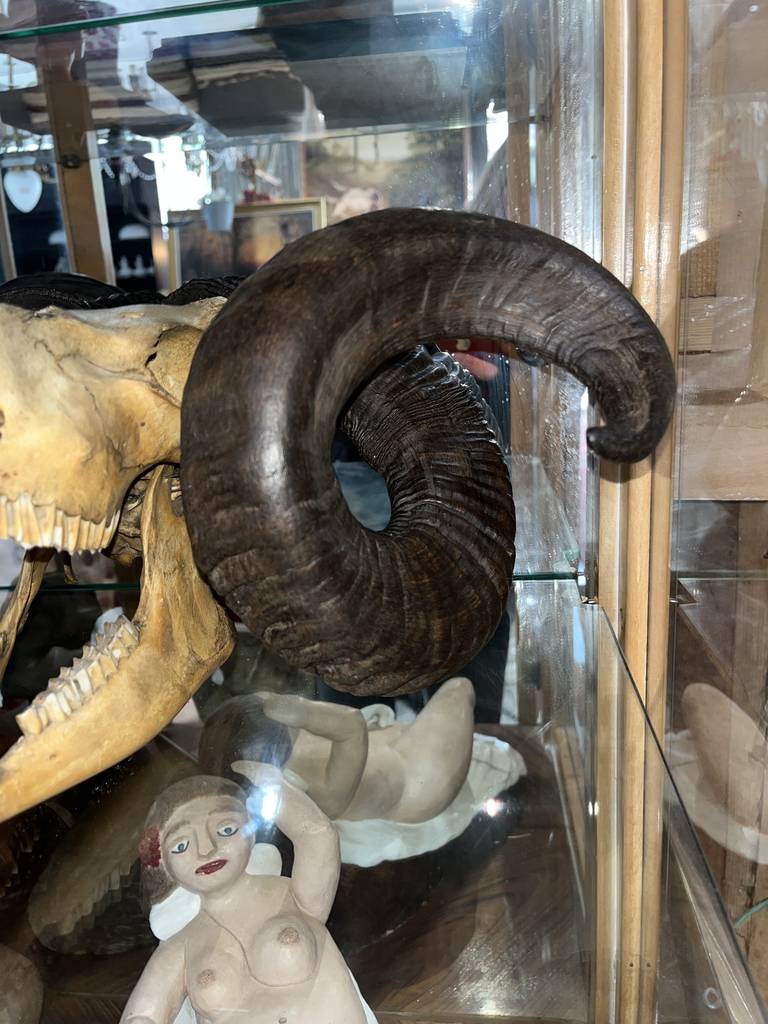 CRÁNEO DE MUFLÓN - Imagen 6