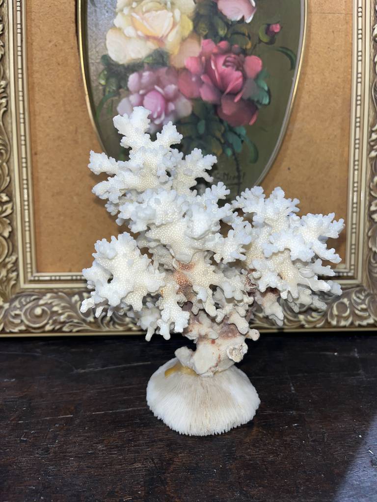 ÁRBOL DE CORAL - Imagen 2