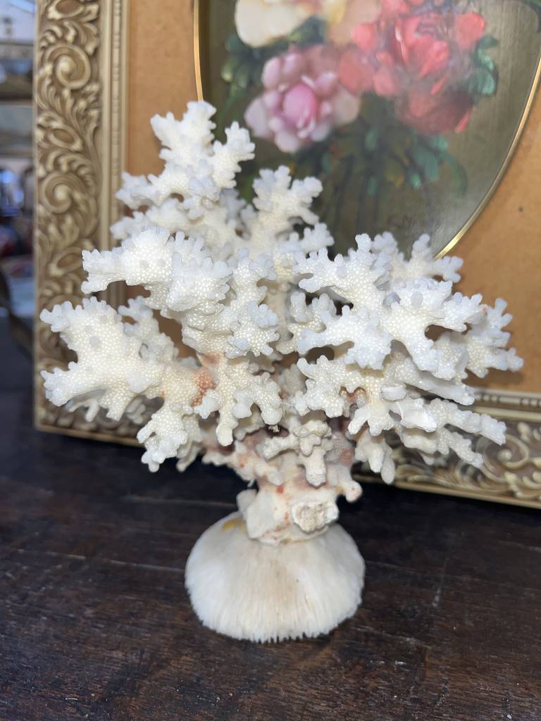 ÁRBOL DE CORAL - Imagen 3