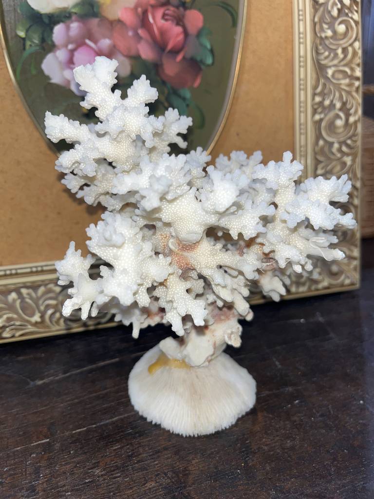 ÁRBOL DE CORAL - Imagen 4