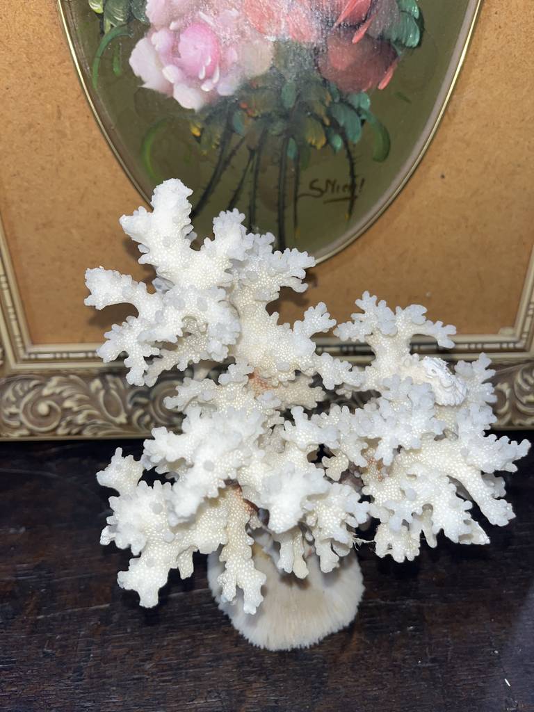 ÁRBOL DE CORAL - Imagen 5