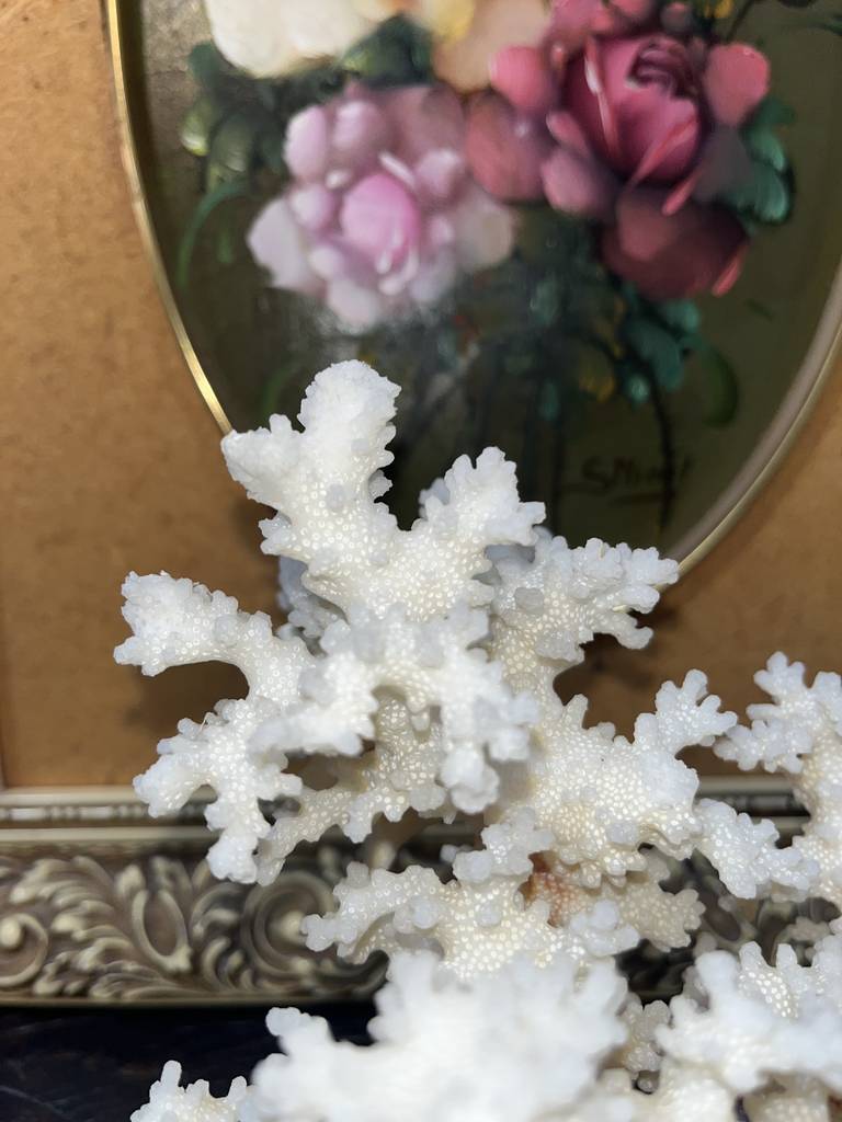 ÁRBOL DE CORAL - Imagen 6